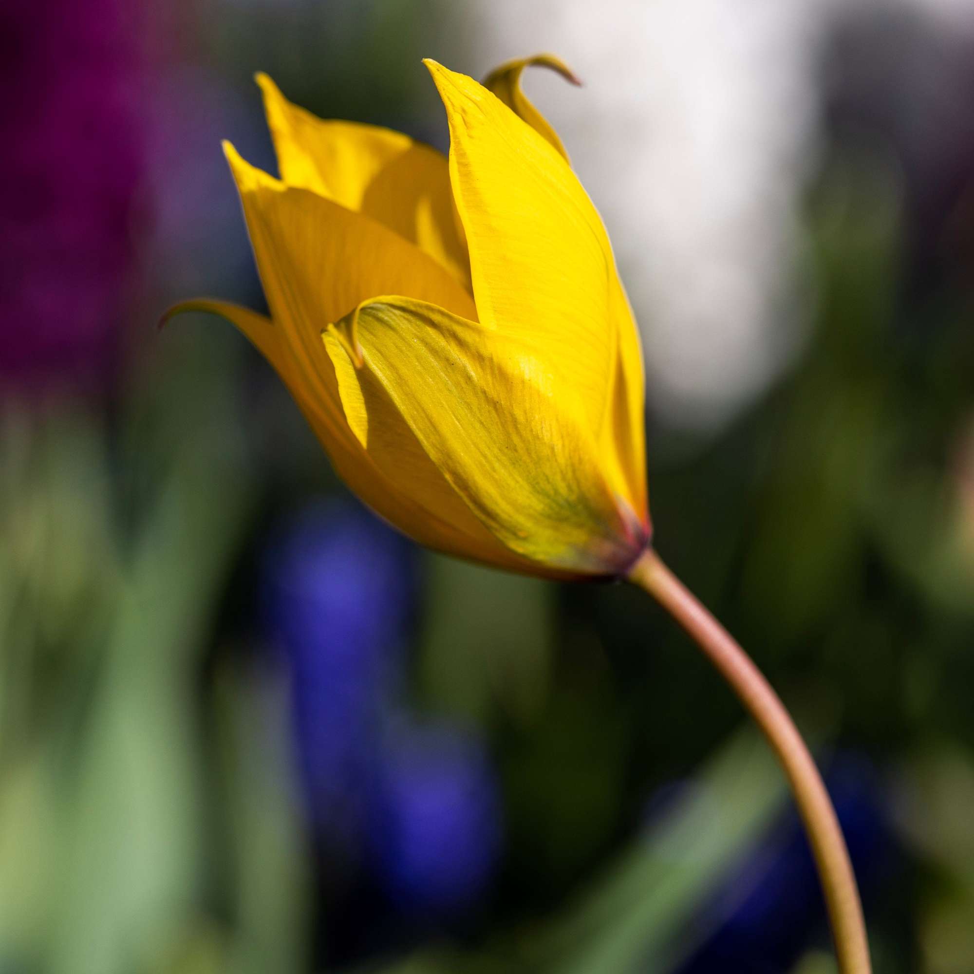 Botanisk Tulipan 'Sylvestris'